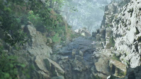 a foggy forest path