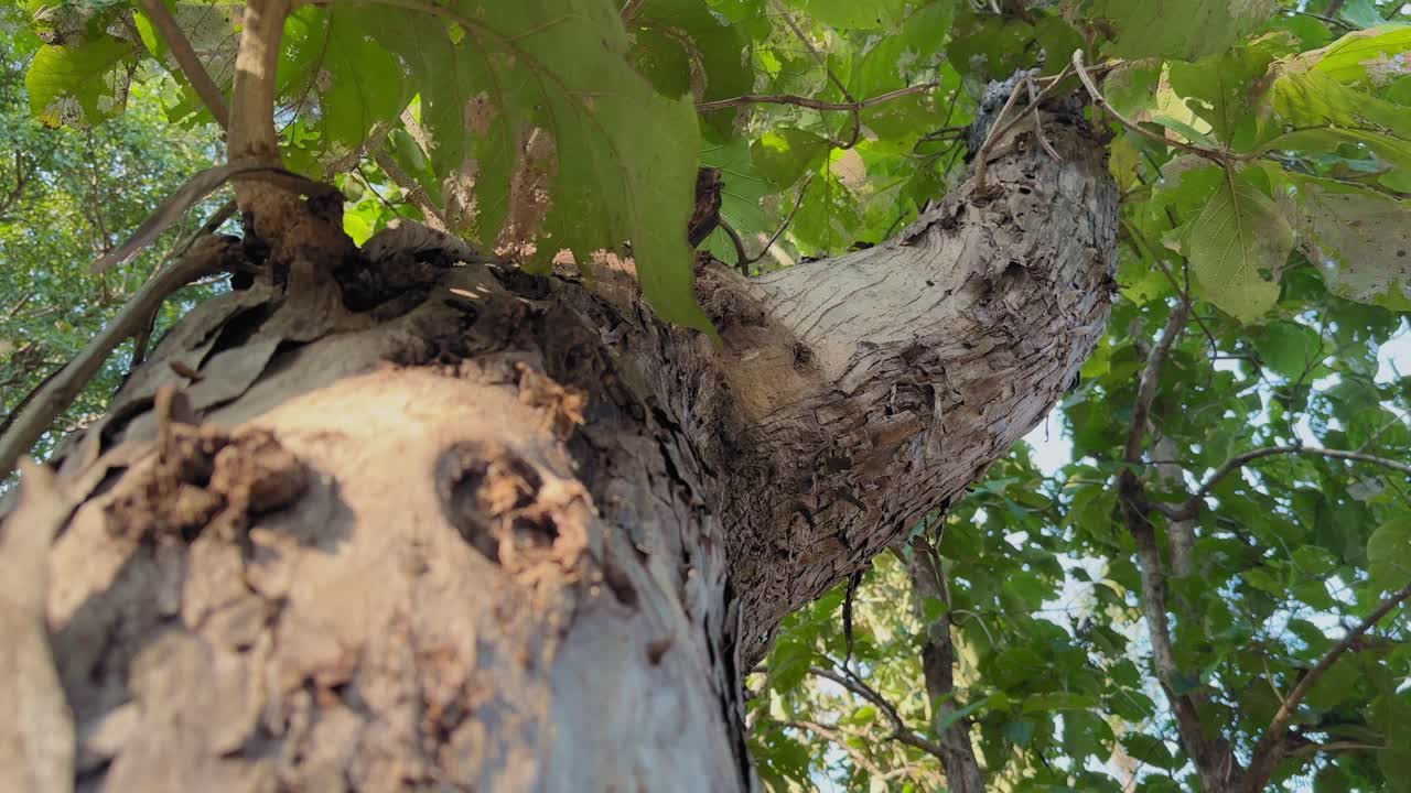 A tracking shot moves upward along a teak tree trunk, revealing textured bark and broad green leaves forming a dense canopy against the bright sky above