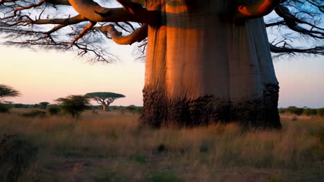 majestic baobab tree at sunset in the savanna