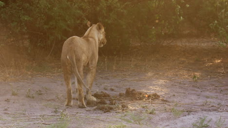 león africano se levanta de una siesta de mediodía para evitar una tormenta de arena ventosa