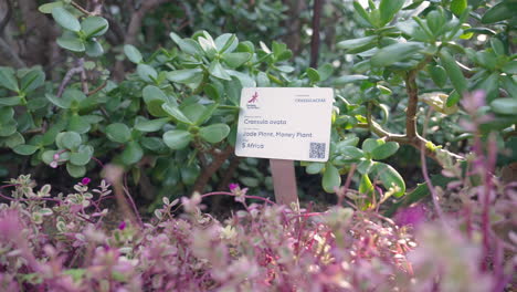 money plant at gardens by the bay in singapore