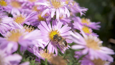 close up of bee flying around flowers in slow motion