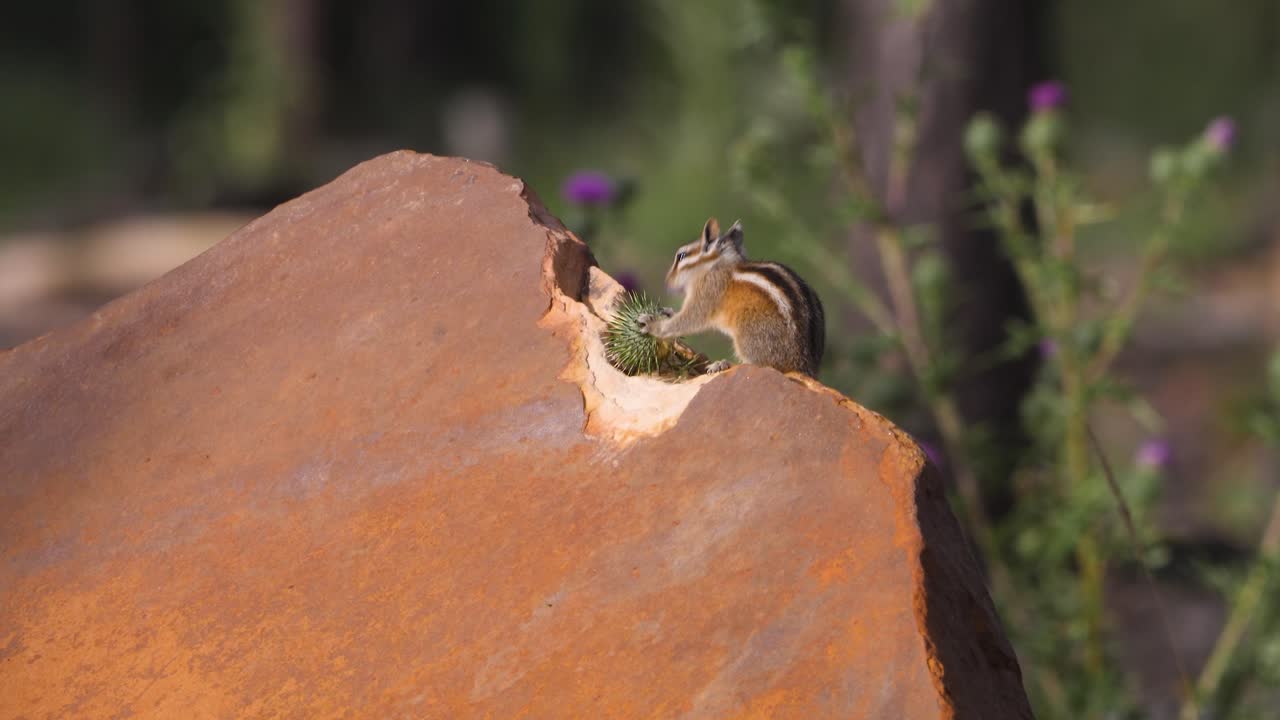 Chipmunk eating thistle on a boulder in bright light