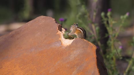 Streifenhörnchen-Frisst-Distel-Auf-Einem-Felsbrocken-In-Hellem-Licht