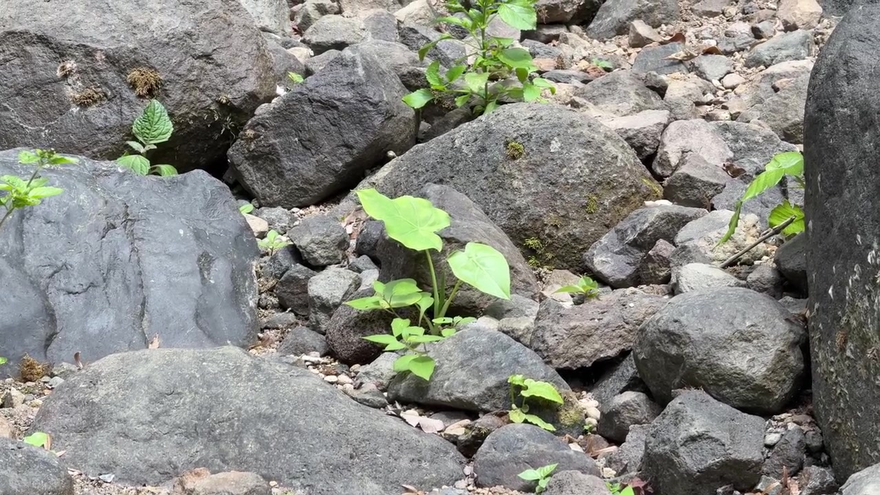 Piccola pianta verde che cresce tra rocce vulcaniche scure