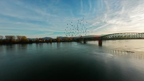 Vogelschwarm-Greift-Unschuldiges-FPV-An-Und-Versucht,-Eine-Brücke-über-Die-Donau-Zu-Filmen