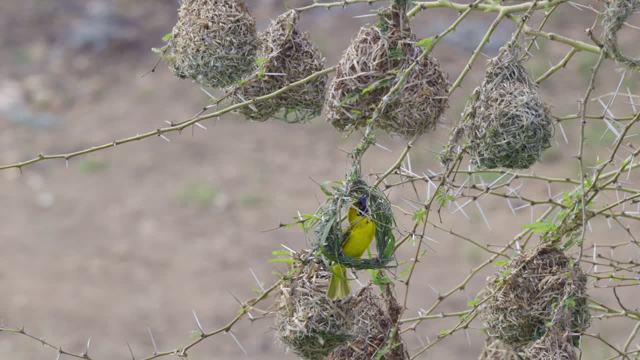 Village weaver (Ploceus cucullatus) weaving his nest, slowmotion