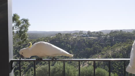 sliding shot of cockatoos eating on a balcony in the hills in south australia