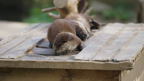 Family-of-Oriental-Small-clawed-Otters-are-Playing-with-Each-Other