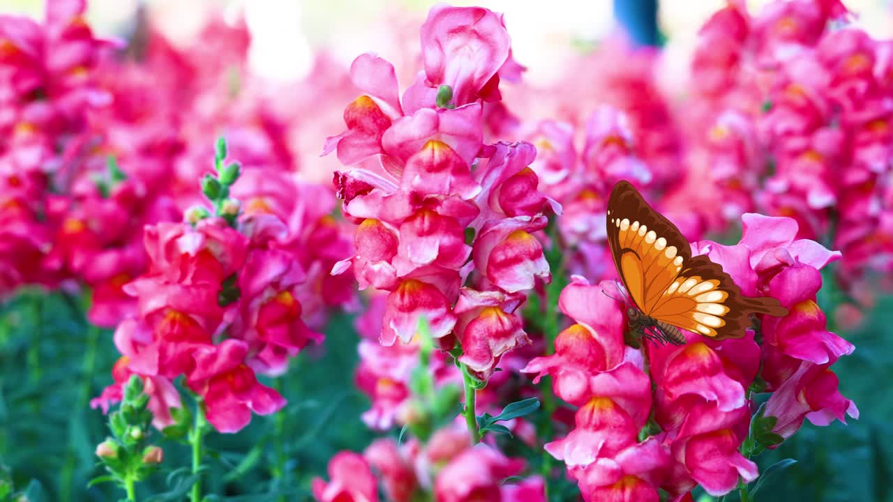 A butterfly gracefully flutters through vivid pink flowers, showcasing nature's beauty with dynamic movement and vibrant colors