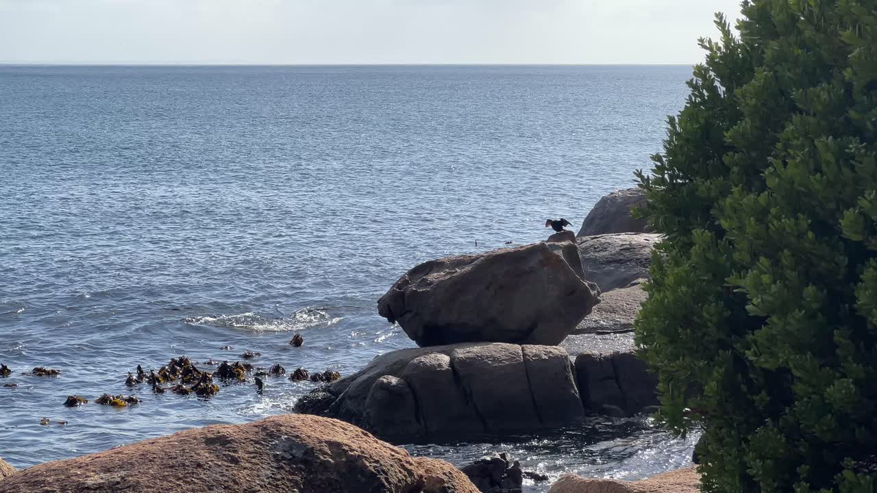바다 새 가  에서 건조 하고 있다