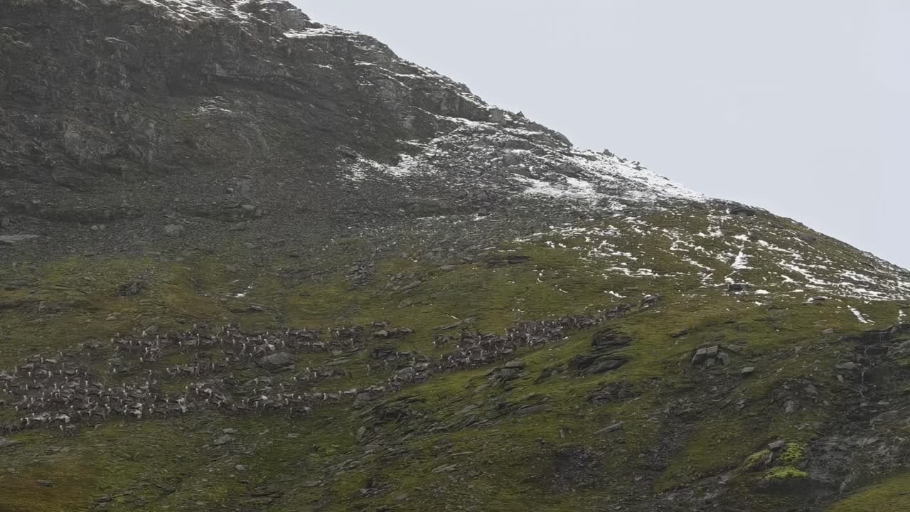 Huge reindeer herd approaches high alpine ridge during early autumn rainstorm in Norway, patches of snow along ridge. Reindeer
