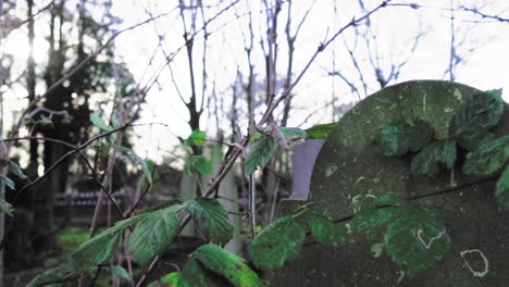 lápida vieja con plantas