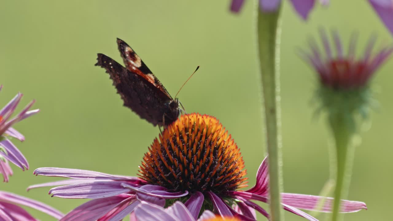 European peacock Butterfly Sipping Nectar From Purple Coneflower, while other butterfly takes off - macro
