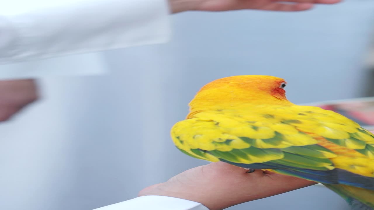 persona que da de comer a un loro