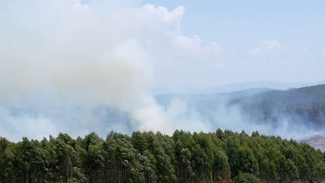 thick smoke above forest