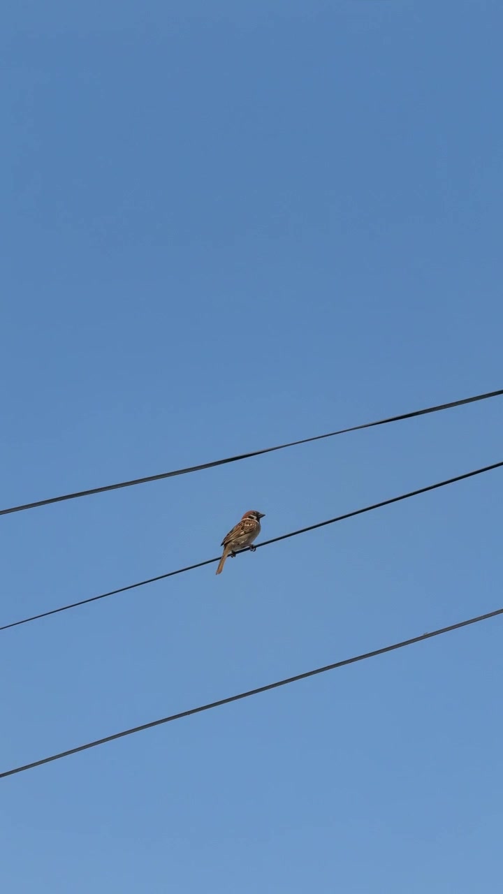 Small Sparrow Perched on Power Lines Against Clear Blue Sky