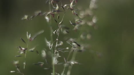 soft background bokeh with close up flowering grass swaying on the wind