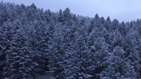 winter forest of ponderosa pine trees and engelmann spruce in bozeman montana 4k