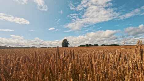 sommer-timelapse bewegt sich wolken über einem feld von goldenem weizen vor regensturm