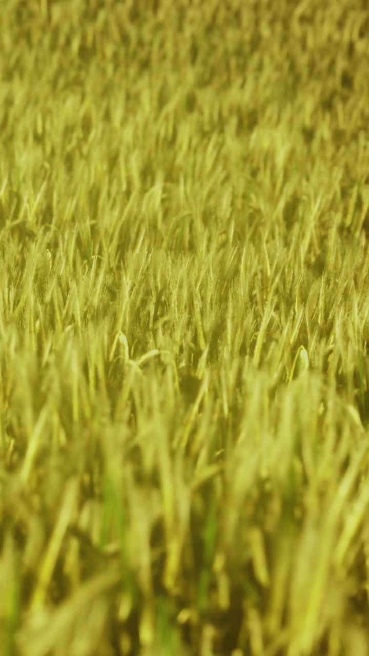 Campo di grano che ondeggia al vento nella luce pomeridiana d'estate.
