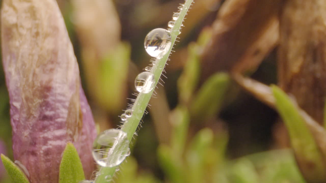forest and vegetation, water drop macro