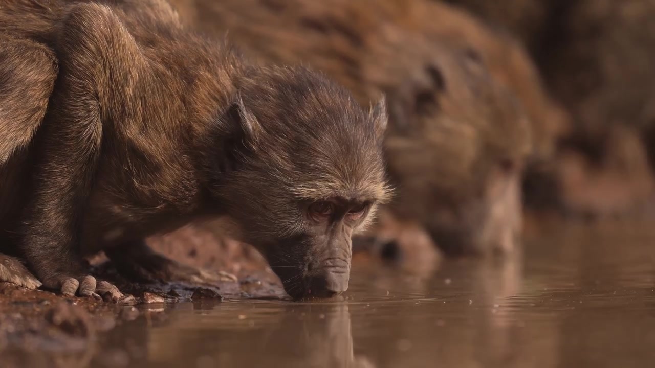 Babun dari dekat minum di lubang air di Kenya, pemandangan sudut rendah hewan safari di Afrika, menikmati minuman di lubang air, satwa liar dan alam Afrika.
