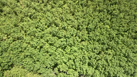 Tiro-Aéreo-Descendente-De-Plantaciones-De-Caucho,-Tiro-De-Arriba-Hacia-Abajo-En-Las-Copas-De-Los-árboles