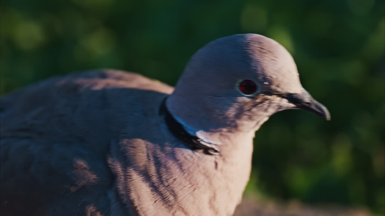 Close up of a pigeon walking outside on a green blurred background