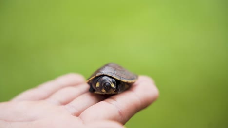 Gelbfleckige-Flussschildkröte-Auf-Der-Hand-Des-Menschen---Makro