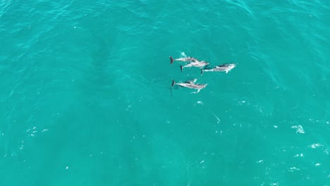 grupo de delfines que se aparean fotografía rara de drones de los delfines reproduciéndose y apareándose, fotografía de drones desde arriba hacia abajo en ángulo alto