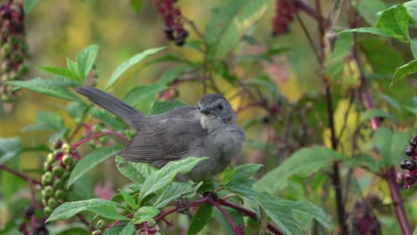 Ein-Catbird,-Der-In-Einem-Beerenbusch-Sitzt-Und-Beeren-Isst