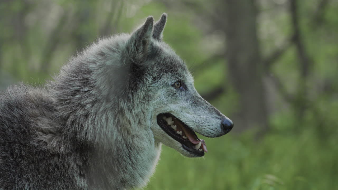 un lobo gris mirando atentamente hacia el bosque