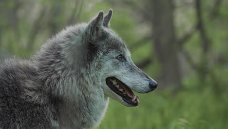 a gray wolf intently looking off into the forest