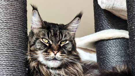 maine coon cat resting peacefully on a cat tree, showing a calm and relaxed face