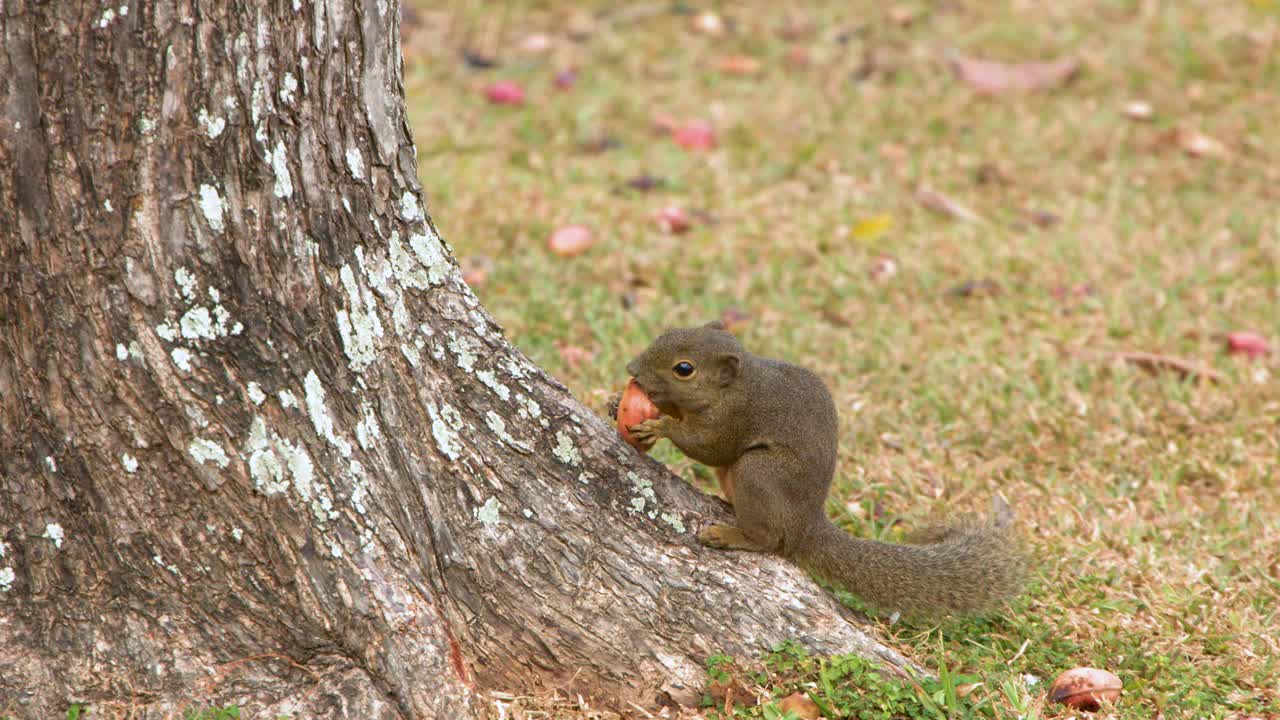 A plantain squirrel sits by a tree trunk in Singapore, eating a large red nut
