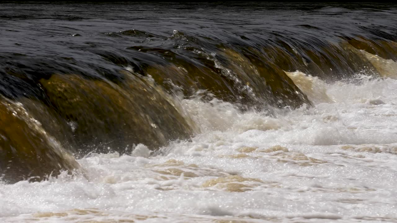 рыба вимба в кулдиге, солнечный весенний день, замедленный крупный кадр