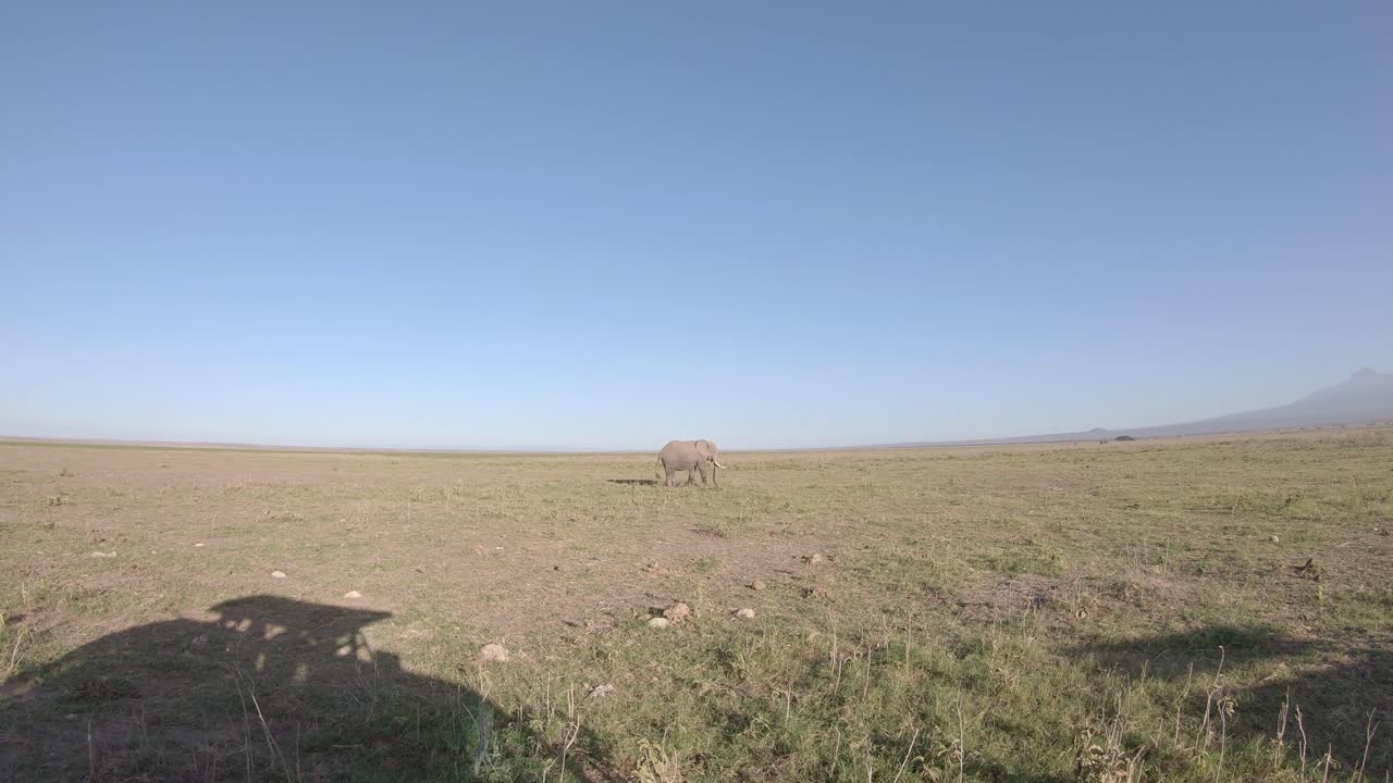safari de amboseli, elefantes pastando en la hierba seca de la sabana en el fondo del cielo sin nubes