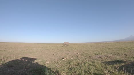 Safari-En-Amboseli,-Elefantes-Pastan-En-La-Hierba-Seca-De-La-Sabana-En-El-Fondo-Del-Cielo-Despejado