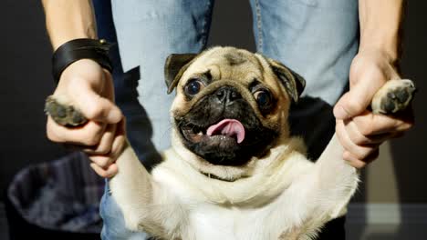 man playing with a pug holding his paws