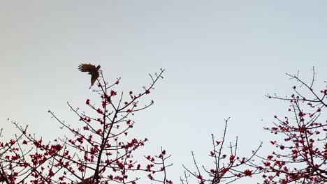 Eagle-bird-fly-away-from-red-silk-cotton-tree-with-red-flowers