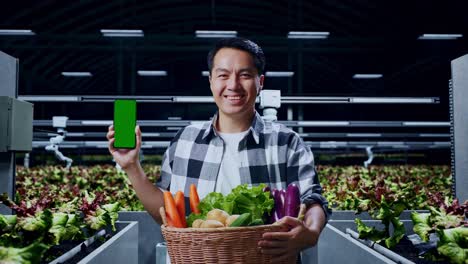 asian male farmer with vegetable basket showing green screen mobile phone while standing in smart farm