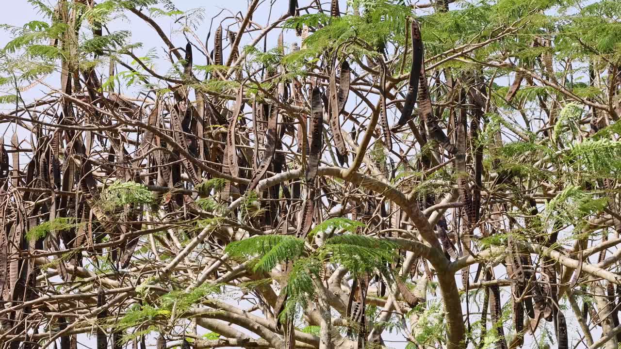 Wide shot of Samanea saman branches, green leaves, and seed pods swaying on windy day
