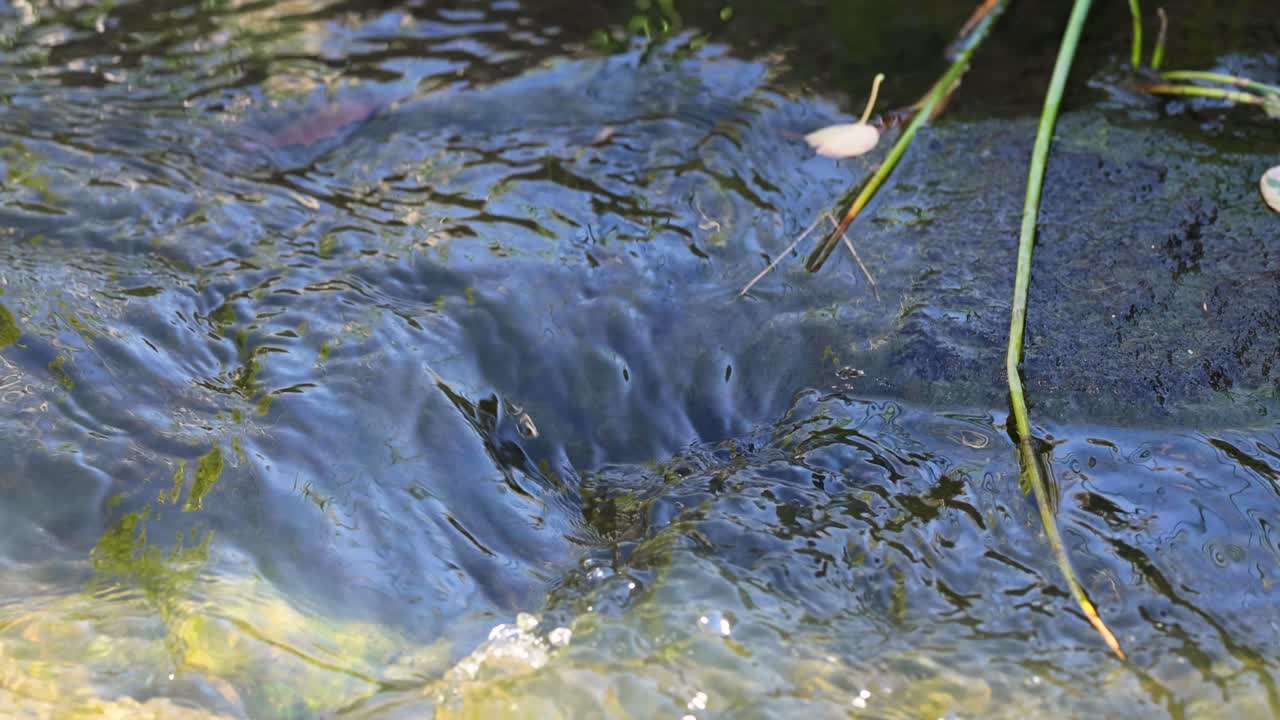 근처에 식물이 있는 바위 위로 흐르는 물