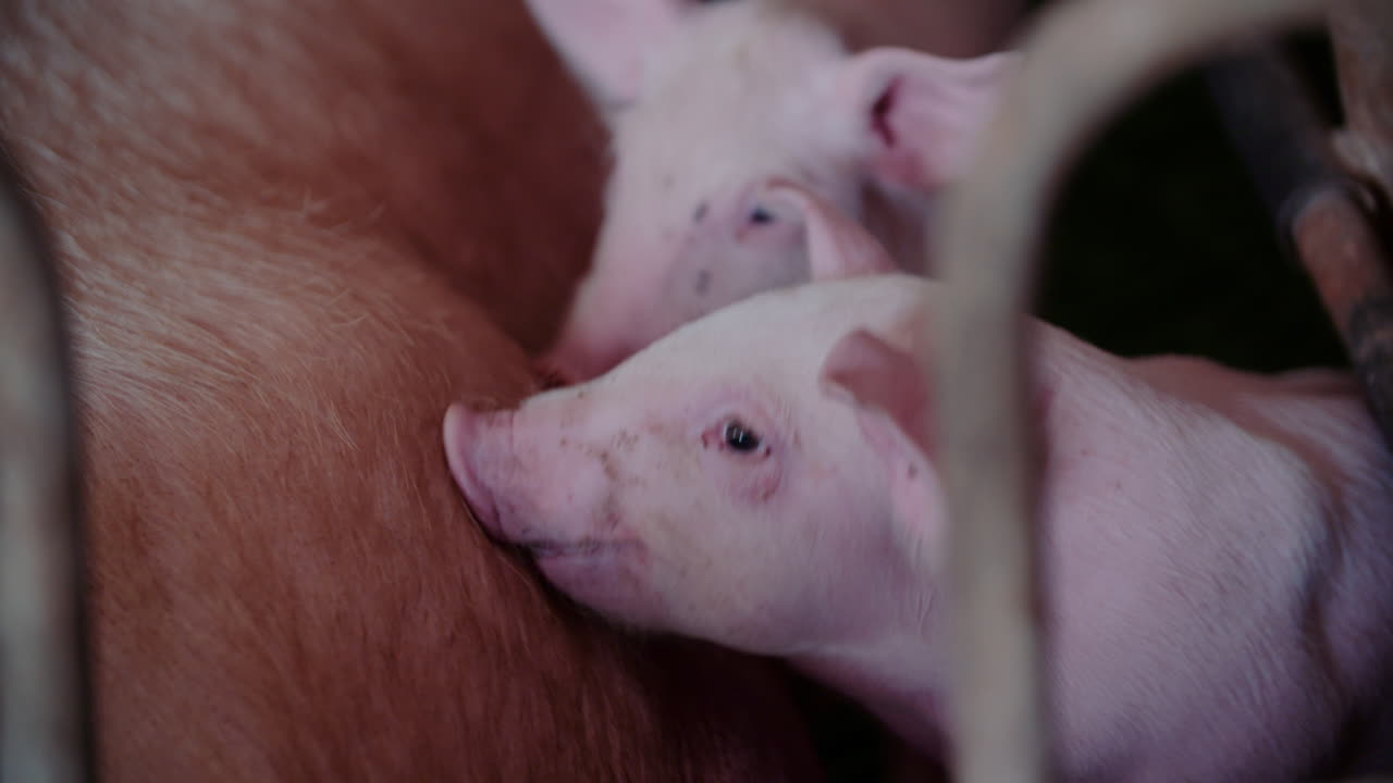 Piglets Nursing on Their Mother