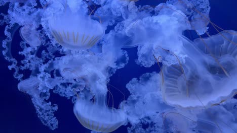 Jellyfish-in-a-water-tank