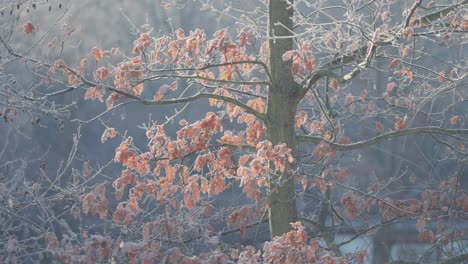 Delicate-hoarfrost-covers-dark,-slender-branches-of-the-oak-tee-with-withered-leaves-in-this-close-up-parallax-shot