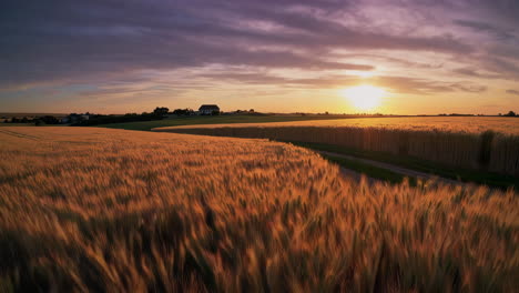 el campo de trigo dorado al atardecer
