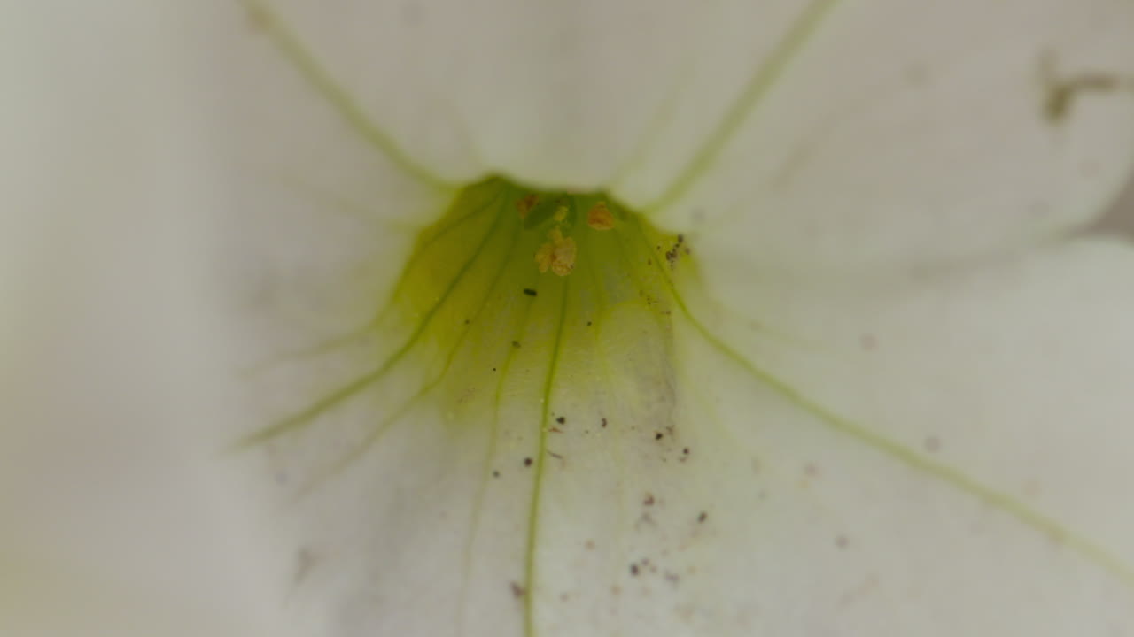 Extreme close-up of the inside of a beautiful, white petunia flower in full bloom