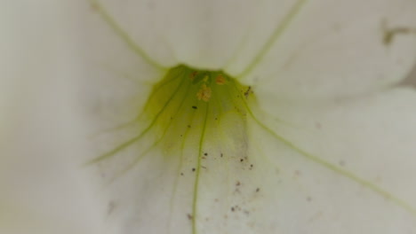 extreme close-up of the inside of a beautiful, white petunia flower in full bloom